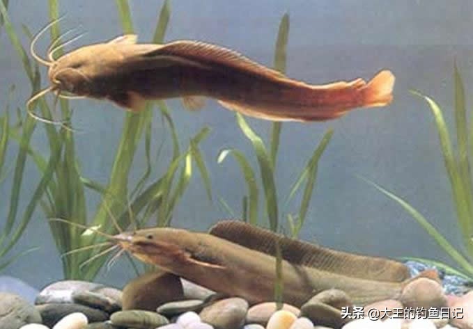 鲶鱼在秋季怎么钓,鲶鱼的垂钓方法