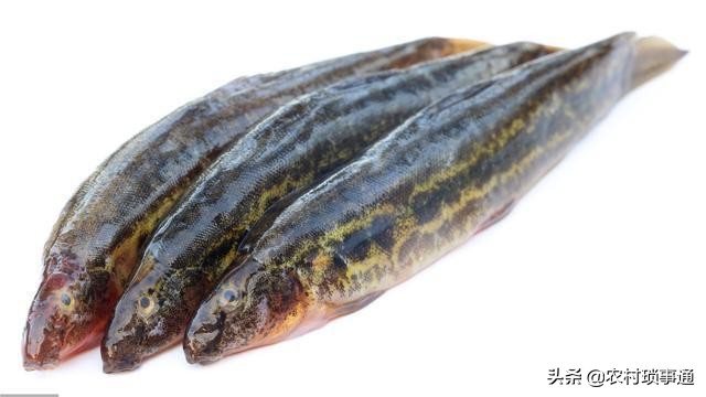 水产养殖业为什么行情这么低迷,水产养殖低迷的例子