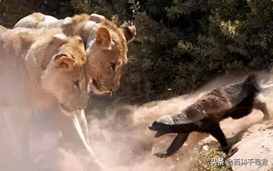 蜜獾的生存能力真有那么强吗,蜜獾为何无所畏惧