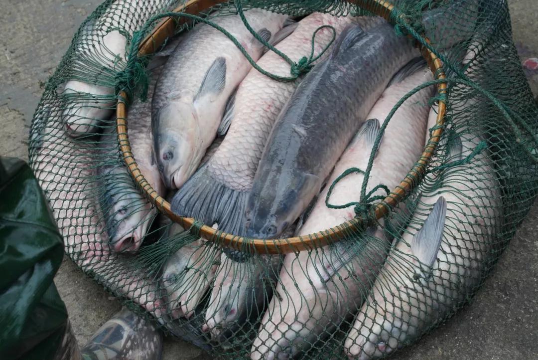 无锡甘露青鱼最新消息,无锡甘露青鱼真空包装