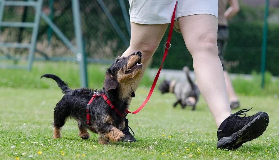 狗狗先训练什么,训练狗狗是不是让它先饿着