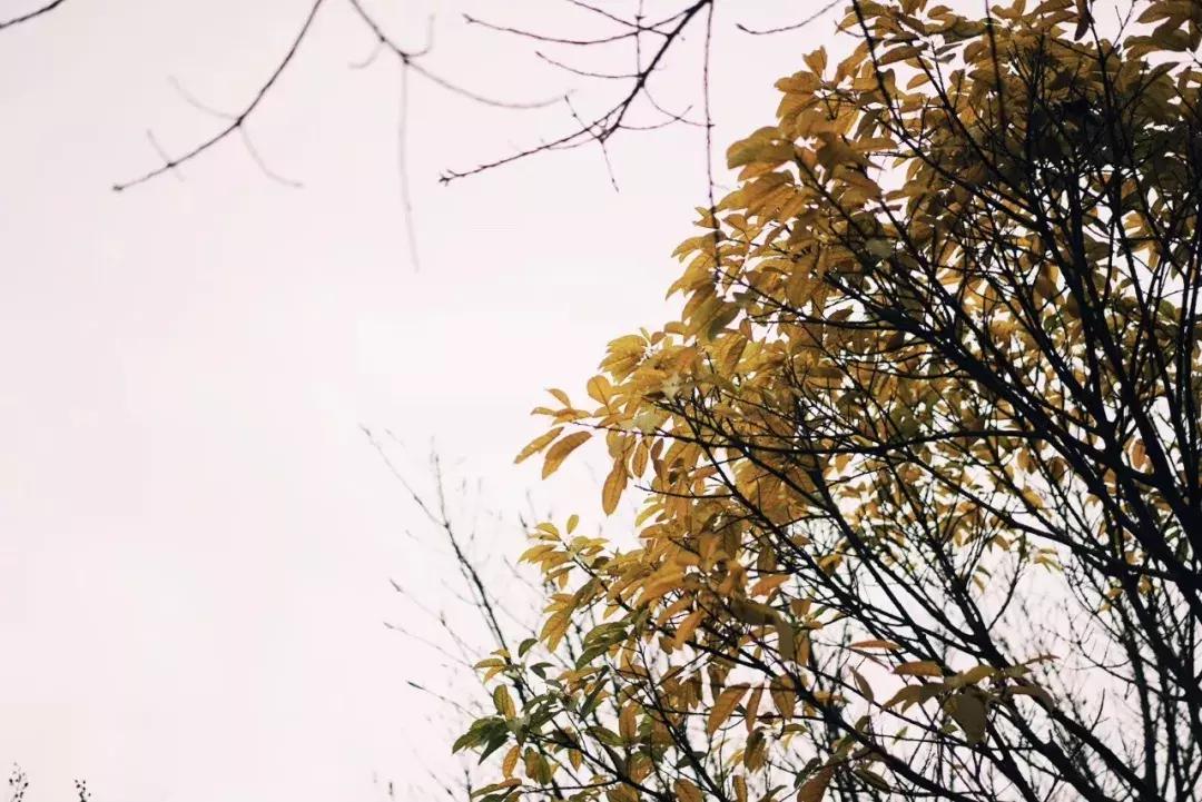 中国历史最高水平40首古诗,千古绝唱十首最经典情感古诗词