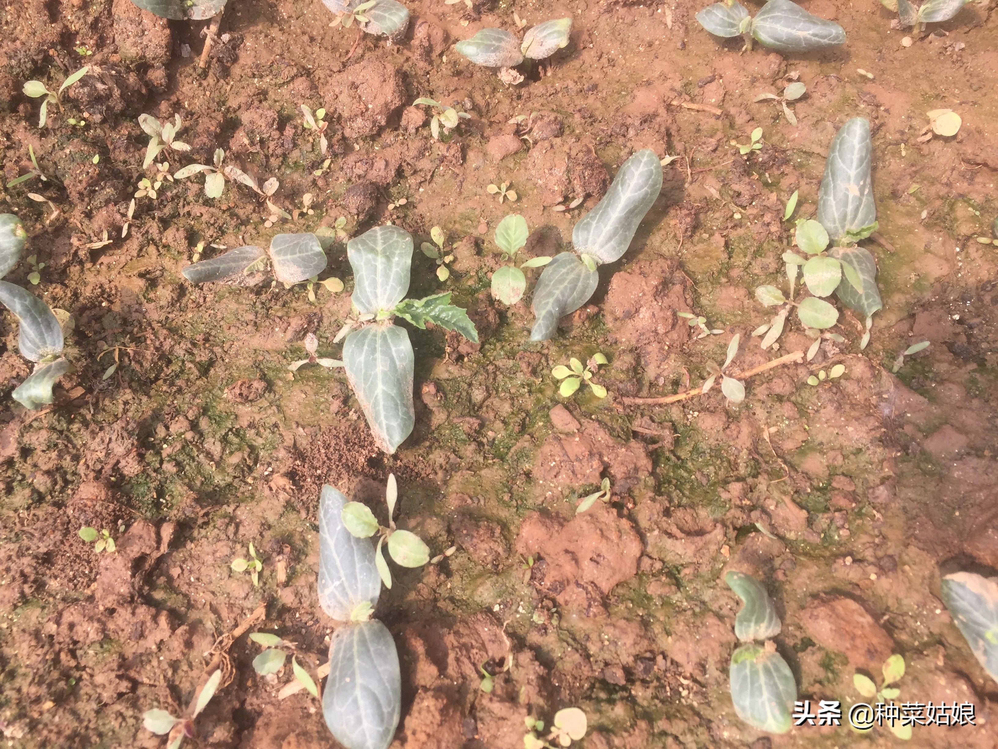 清明前后种什么瓜种什么豆,清明前后种什么瓜种豆好