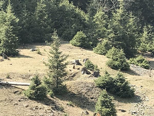 如何品味普洱茶,如何品味一杯红茶