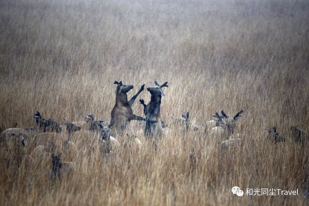 盐城世界第一大湿地,盐城黄海湿地世界遗产
