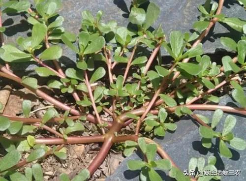 健康好吃的野菜种植,农村野菜种植项目能赚钱吗