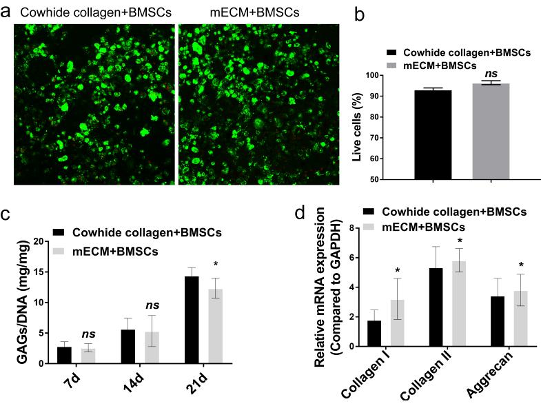 深圳先进院研发可注射活体生物材料修复半月板损伤并抑制关节退变