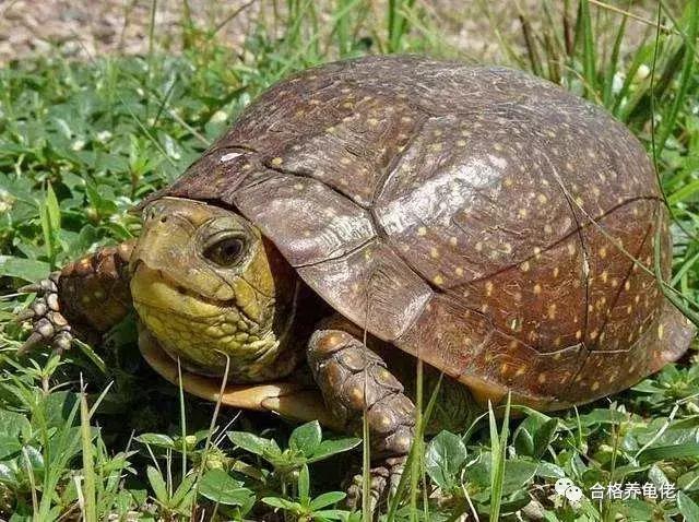 龟生病了加温有用吗,龟生病了晒太阳好吗