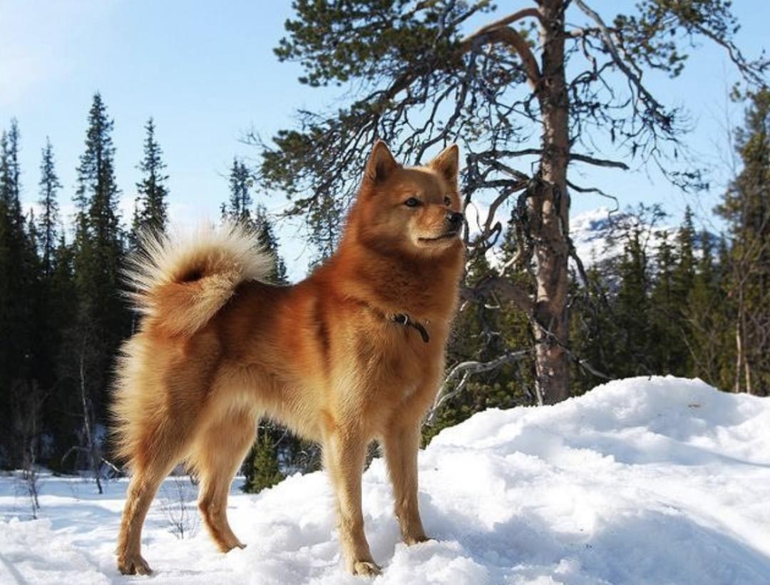 萌犬犬种,萌犬二十种名称