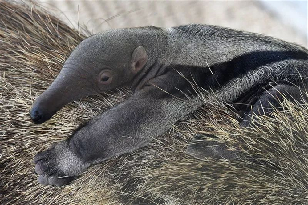 食蚁兽只吃蚂蚁和白蚁是哪个洲的,食蚁兽幼崽被蚂蚁咬死