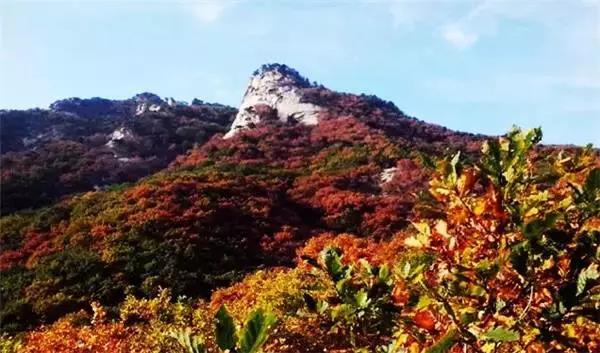 大连枫叶最佳观赏时间,大连枫叶红视频