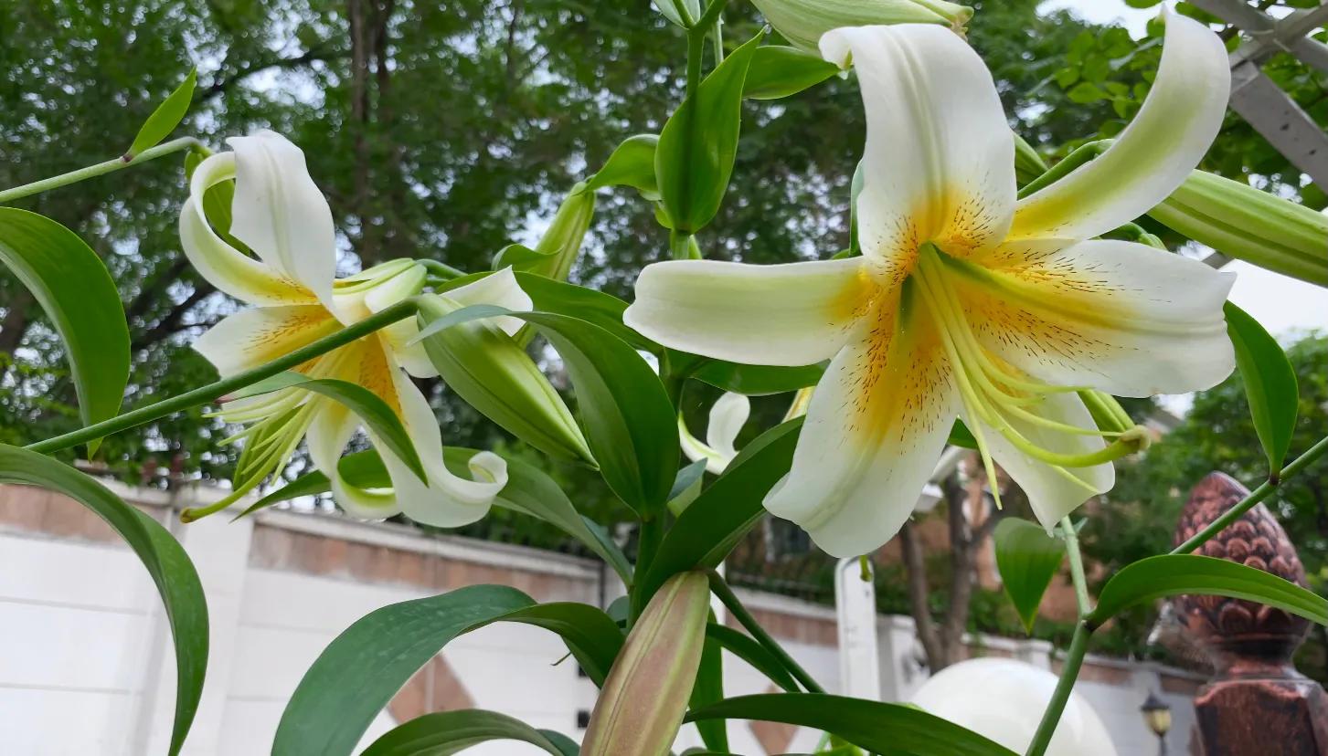 北边阳台适合种植的百合品种,不适合庭院种的百合品种