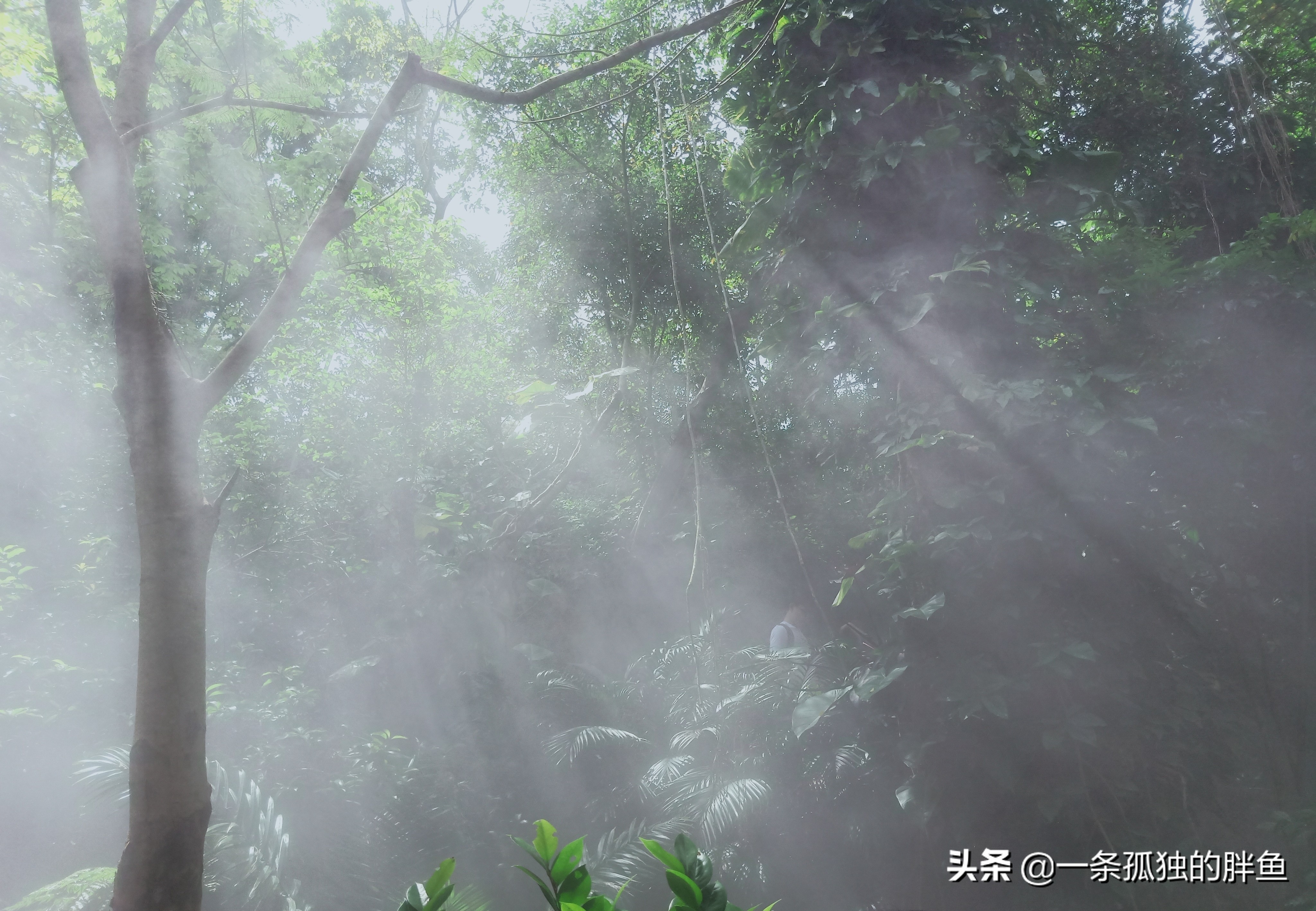 厦门旅游攻略4天三晚详细,厦门游玩攻略5天4晚图文