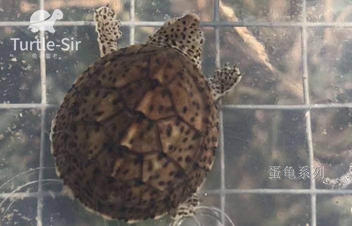 巨头蛋龟苗饲养环境怎么布置,巨头蛋龟最佳饲养方法