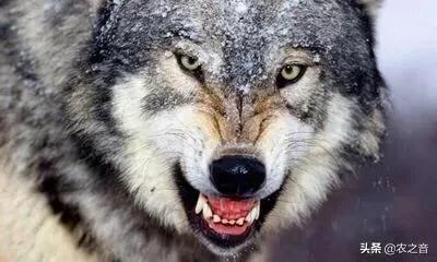 如果在野外遇到狼该如何自救,如果一个人走夜路害怕咋办