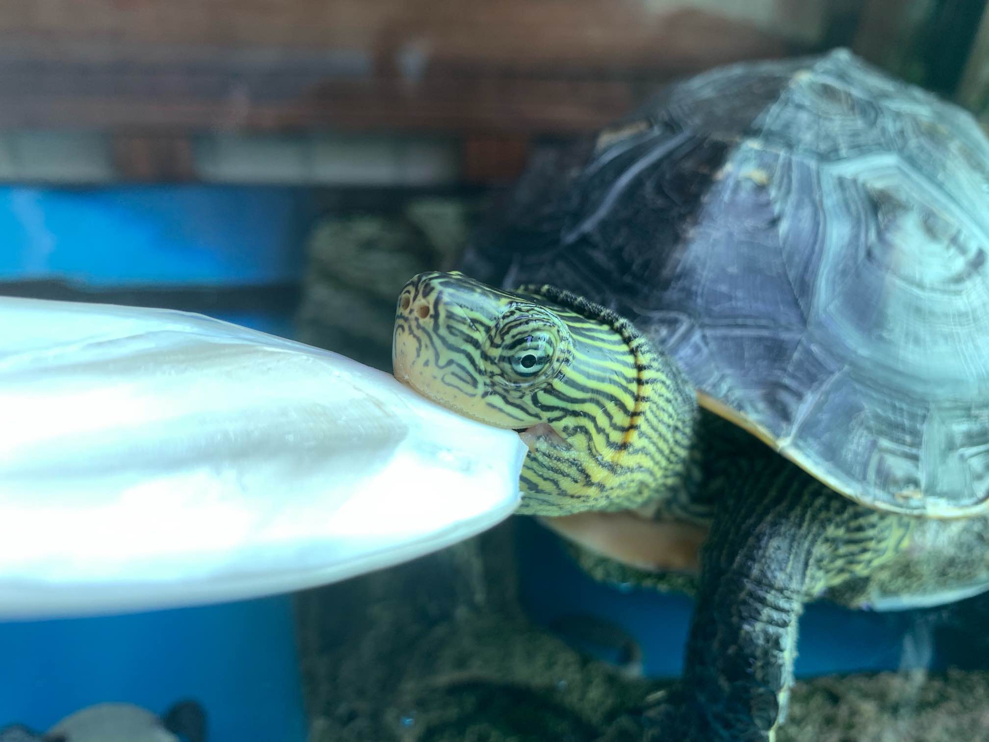 龟池多蚊虫放什么药好,龟缸夏天怎么防止有蚊子