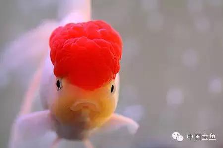 金鱼吃什么饲料既干净又有营养,金鱼都喂食什么饲料好吃