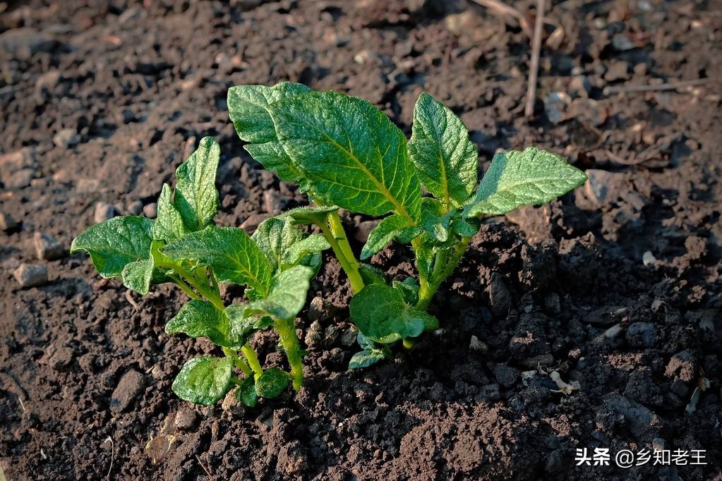 马铃薯出苗后死秧怎么回事,马铃薯出现死棵烂根怎样解决