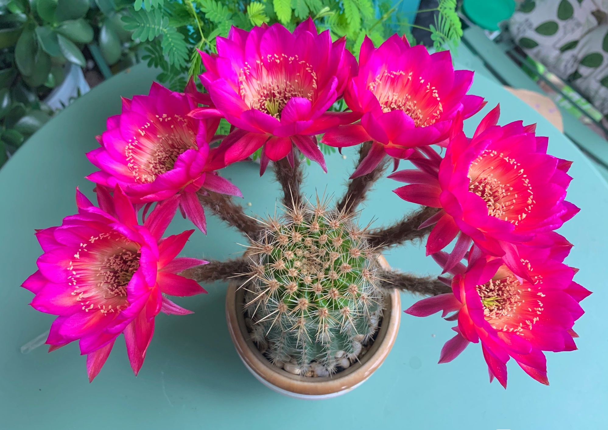 八种会开花的仙人球，每年花开好几次，美丽又好养，新手也能种