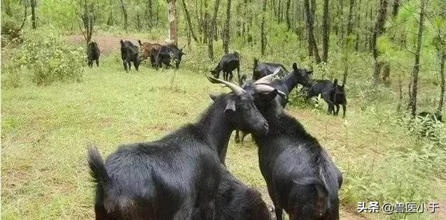 母羊胎衣不下的解救技术