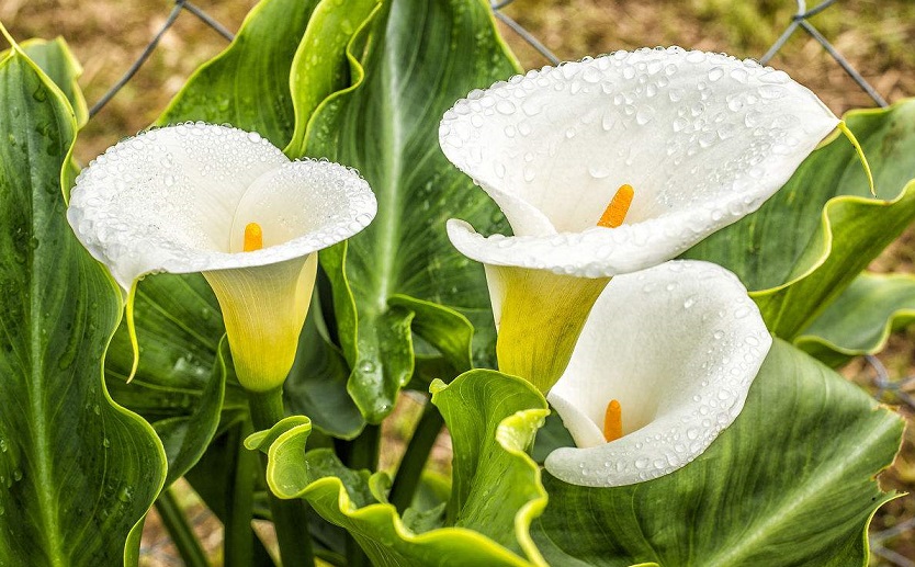 马蹄莲怎样养才开花多,马蹄莲要怎么养才会开花