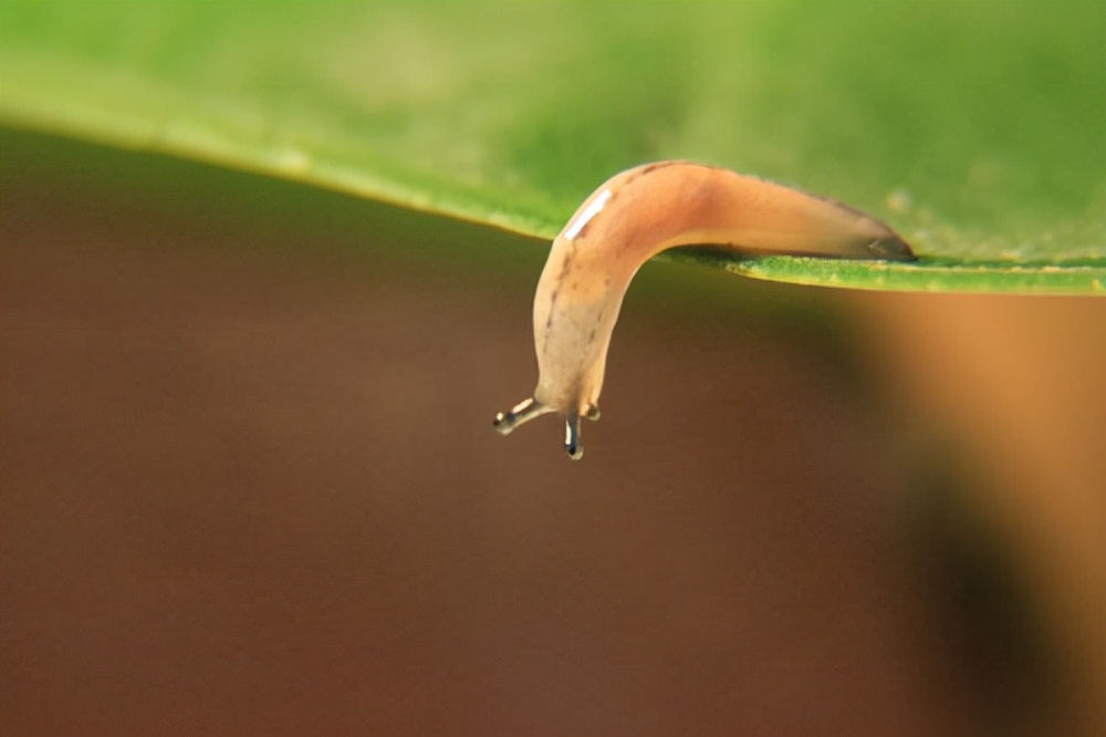 农村大叔种植桃子,农村大叔新发明的种植技术