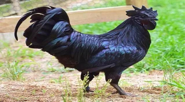 盘点一下世界上最昂贵的宠物,世界上十种最贵的宠物