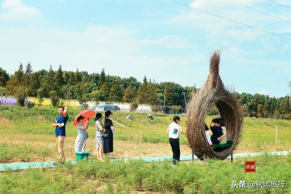 常熟粉黛花海景点,常熟市油菜花田