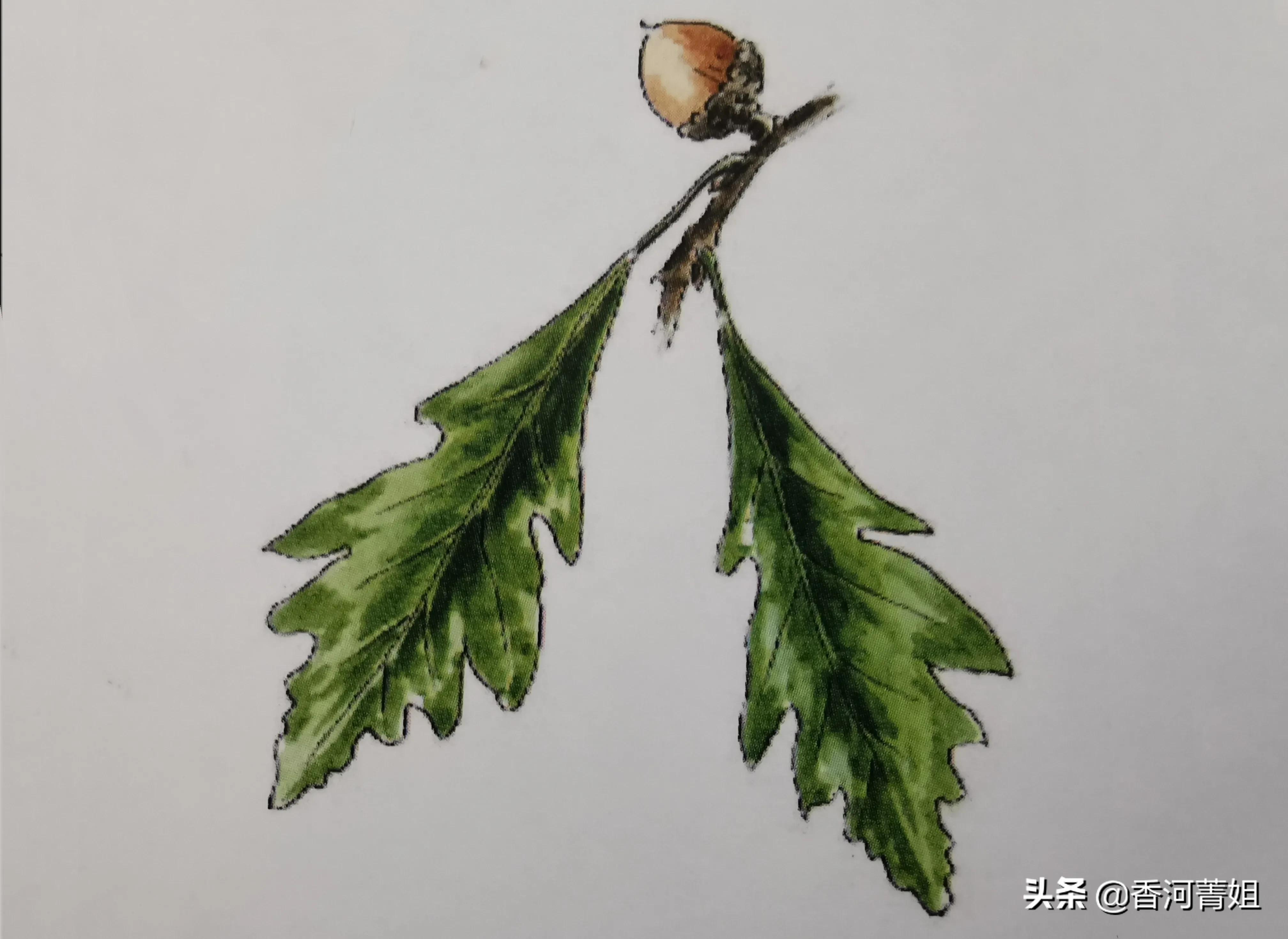 美国白橡木地板,美国白橡木和白蜡木的区别