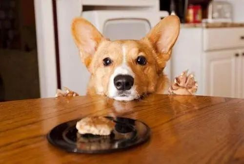 狗狗为什么胖不起来,狗狗长胖不长高咋办