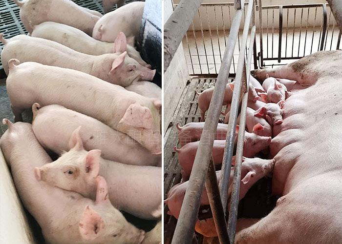 酿酒设备厂家酿酒技术讲解,雅大酿酒设备厂白酒酿造全过程