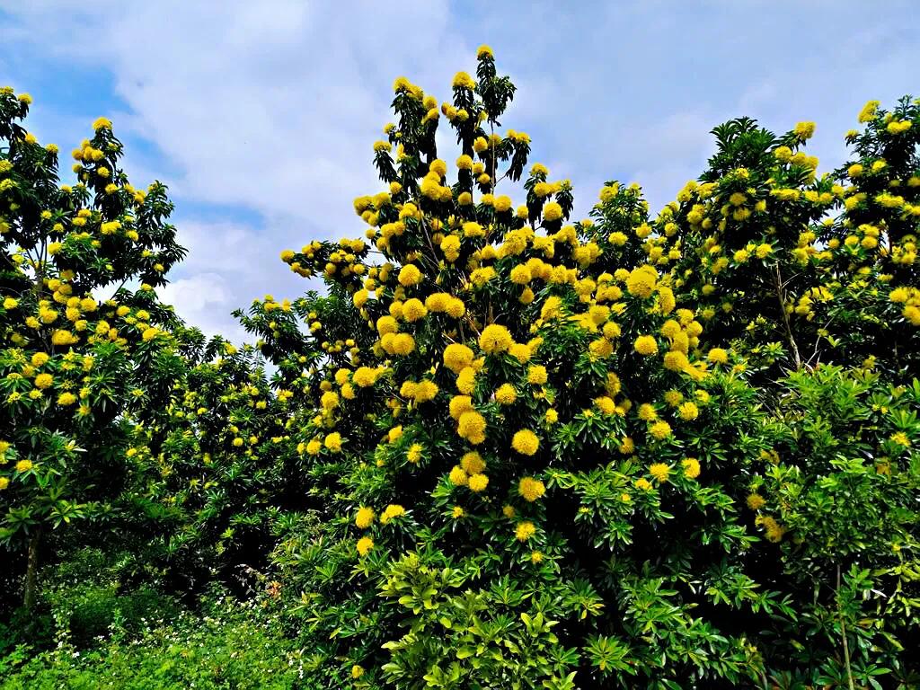 金黄熊猫,金黄色熊猫