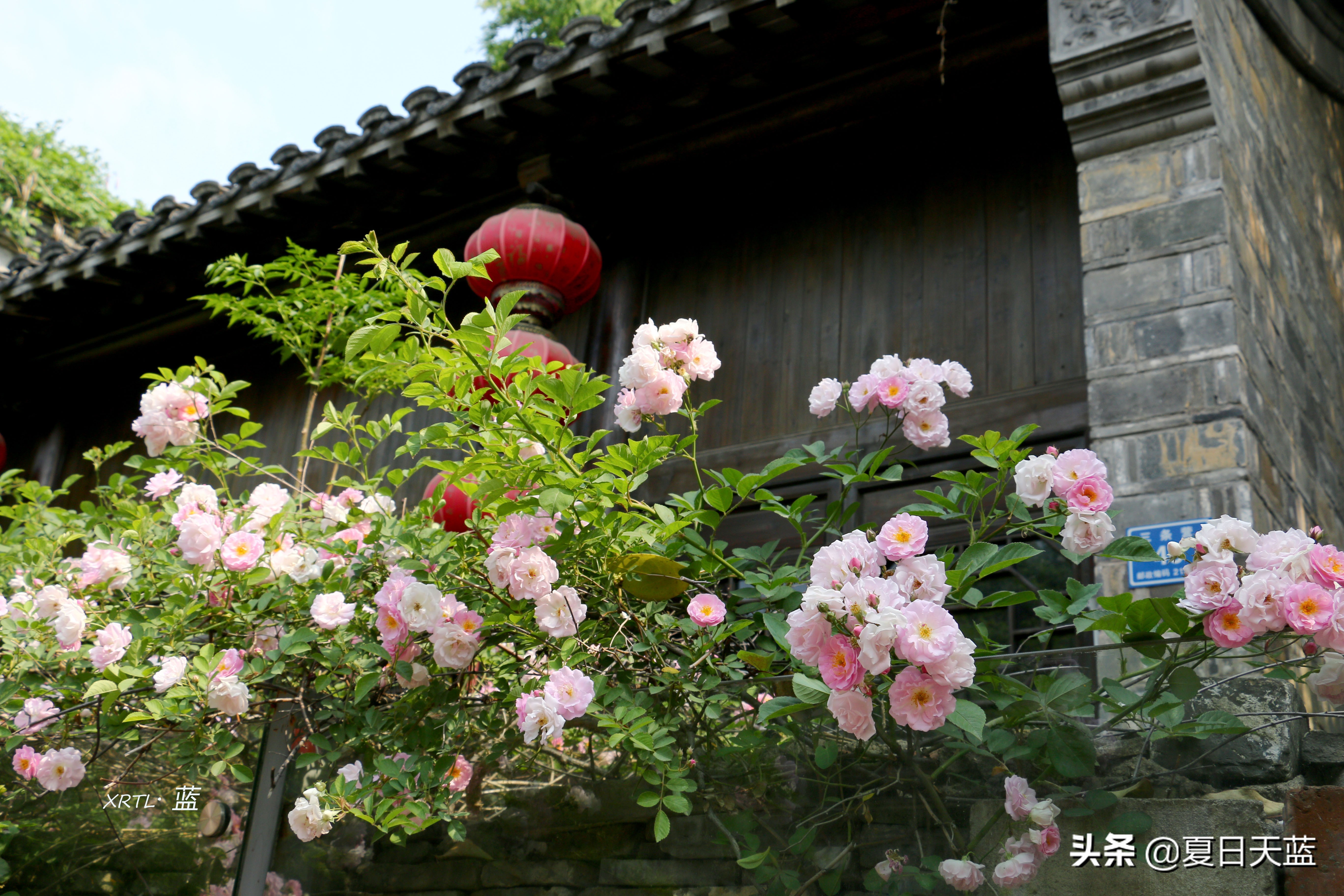 老门东蔷薇高清图片,老门东蔷薇花人像