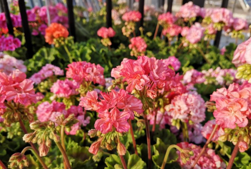 天竺竹为什么夏天不开花,天竺兰只长叶不开花怎么办