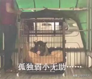 大学宿舍养猪被通报,大学生在宿舍养猪被通报批评
