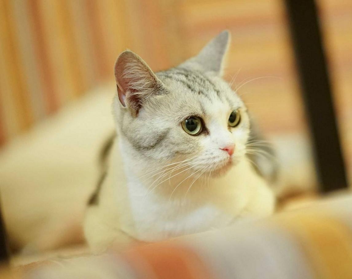 有什么方法让猫咪吃猫粮,怎么能让猫咪爱吃猫粮