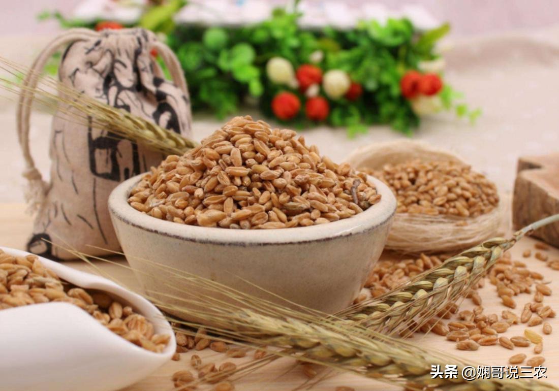 小麦种植与施肥技术研究,小麦高产种植用什么底肥