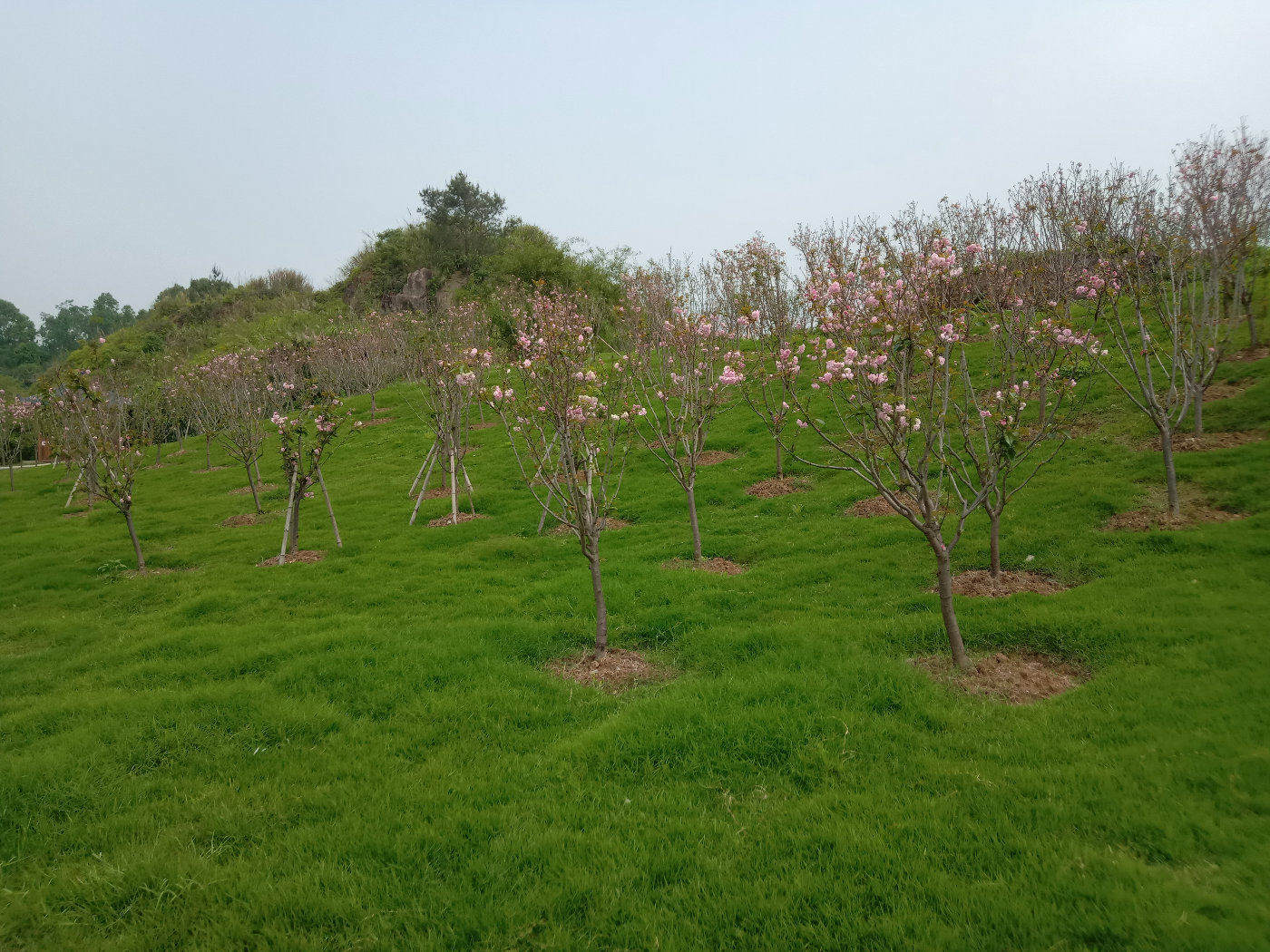 福州大学就像一座大公园，风景美到爆！最美的世界一流学科院校