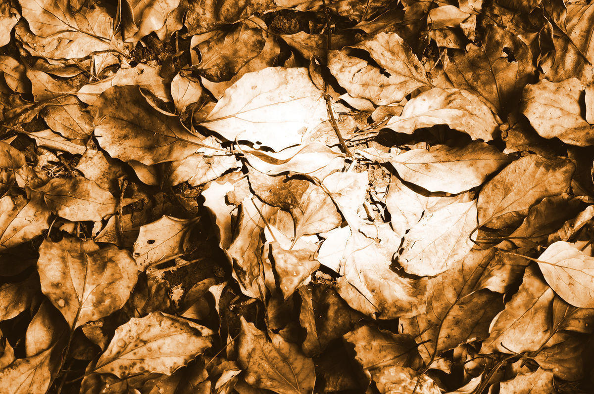 看养花知识大全与技巧图解,最全养花浇水秘籍40种常见的花卉