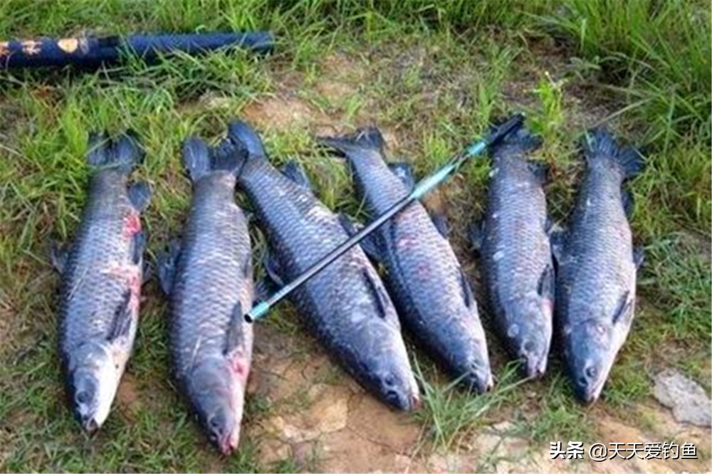 野钓在鱼很少的地方需要打窝吗,野钓怎么寻找鱼窝位置