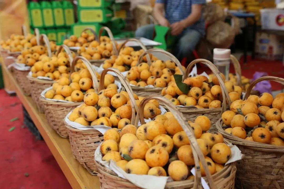 周末东山采枇杷采摘攻略已出,枇杷采摘攻略