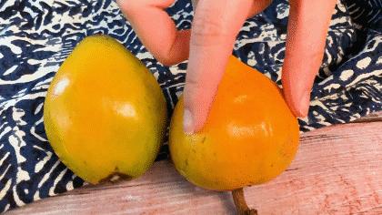 闀垮湪鏍戜笂鐨勭孩钖浮铔嬫灉,闀垮湪鏍戜笂鐨勯浮铔嬫灉