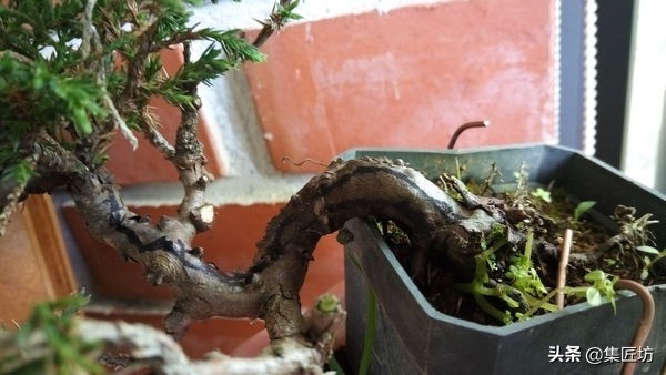 盆景干枯舍利制作,舍利干桩盆景图片