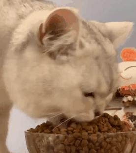 猫咪呕吐突然不亲近人,突然猫咪浑身发抖呕吐粉色物