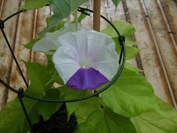 牵牛花到处游,牵牛花随便种