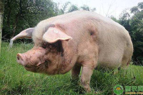 25个濒临灭绝的本土猪品种,本土猪为什么会濒临灭绝