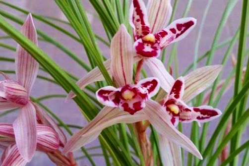 他出资78万元购买了一棵蝶花，一年后发现是普花，无奈诉诸法院