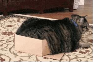 众所周知猫是液体吗,众所周知猫都是液体