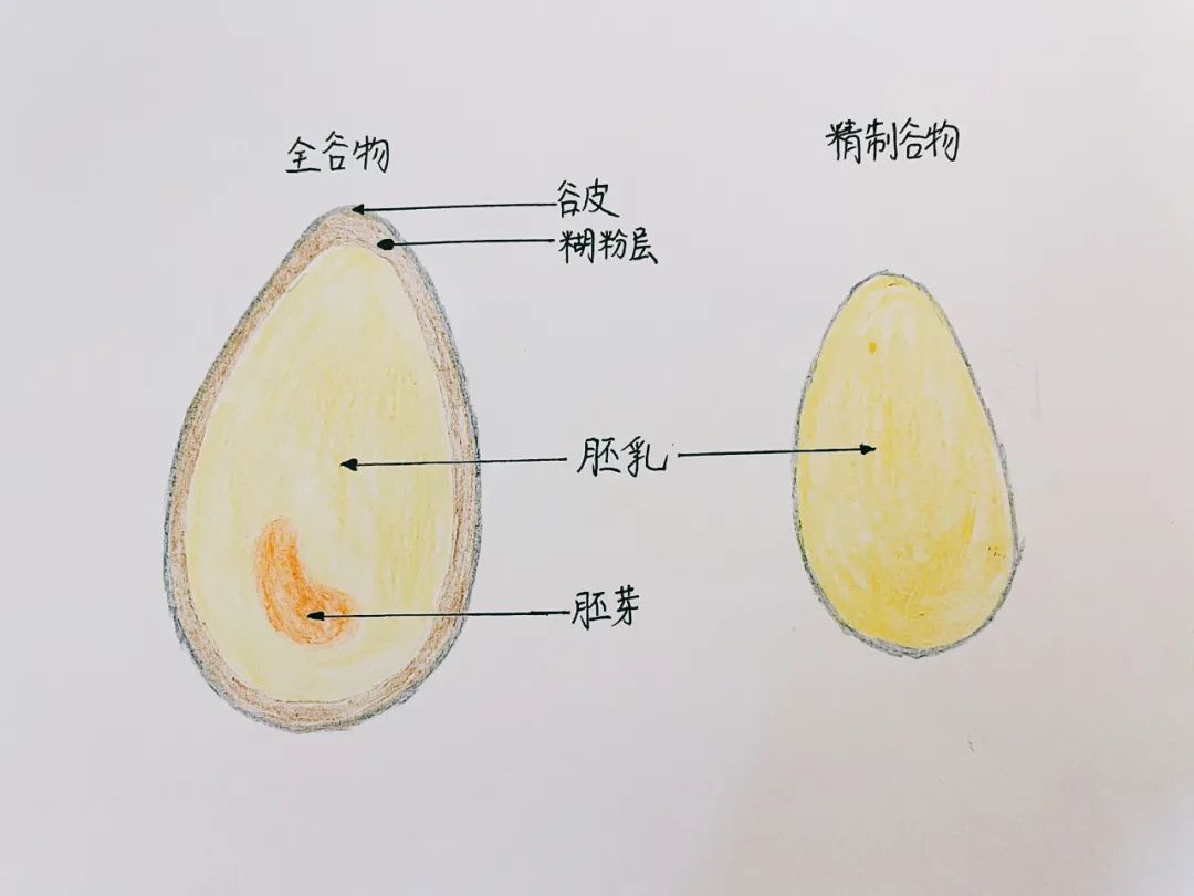 适合婴儿吃的胚芽米推荐,辅食胚芽米推荐老爸评测
