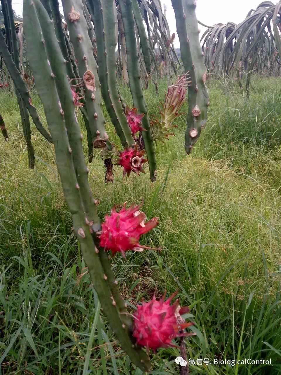 防治果树煤烟病用什么药,冬季果树炭疽病用什么药
